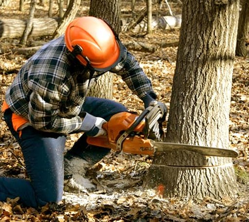 Tree Removal in Lerona, WV